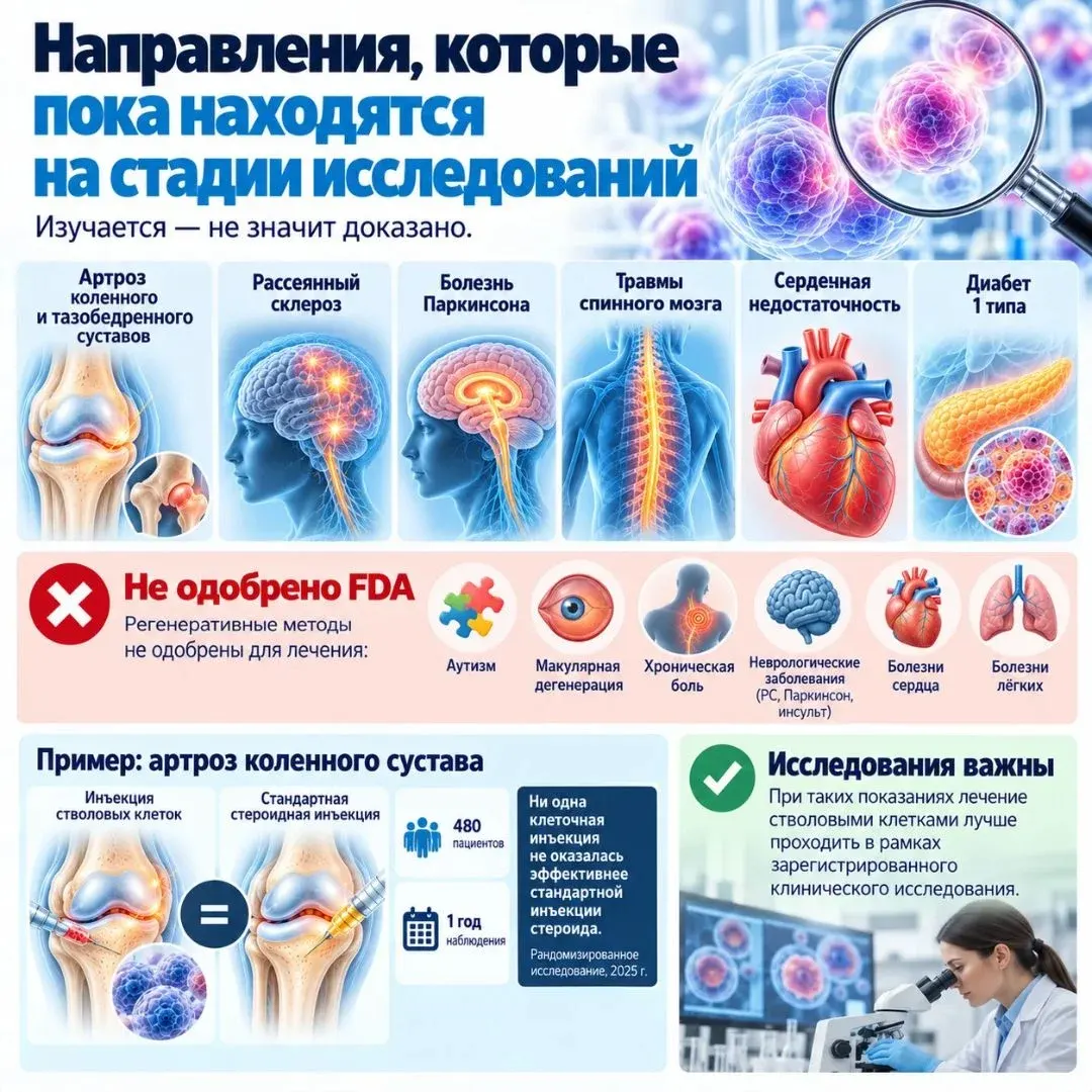 Что такое стволовые клетки
